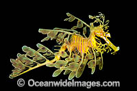 Leafy Seadragon South Australia Photo - Gary Bell