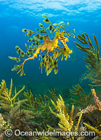 Leafy Seadragon Photo - Gary Bell