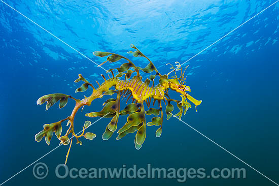 Leafy Seadragon South Australia photo