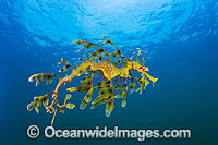 Leafy Seadragon South Australia Photo - Gary Bell