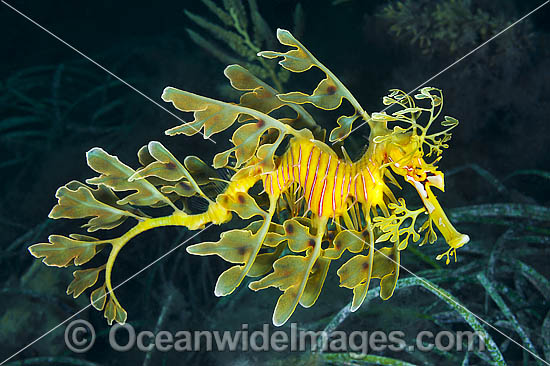Leafy Seadragon Phycodurus eques photo Leafy Seadragon Phycodurus eques photo