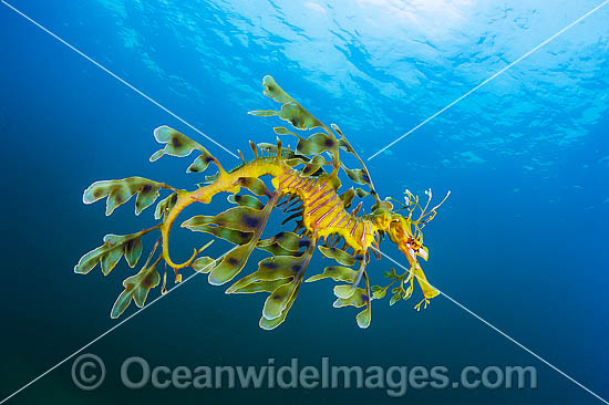 Leafy Seadragon South Australia photo