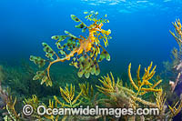 Leafy Seadragon Photo - Gary Bell