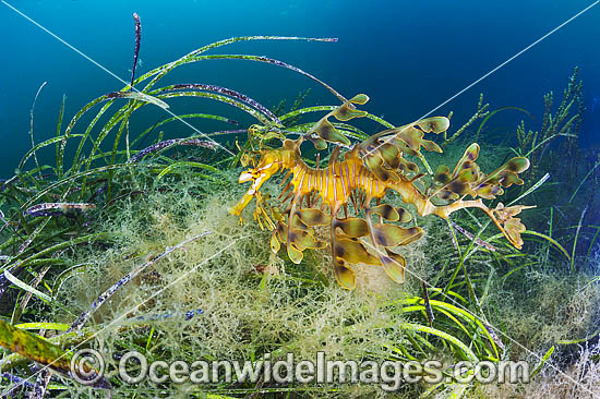 Leafy Seadragon South Australia photo