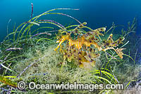 Leafy Seadragon South Australia Photo - Gary Bell