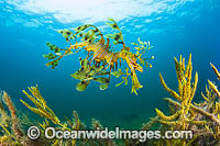 Leafy Seadragon Photo - Gary Bell