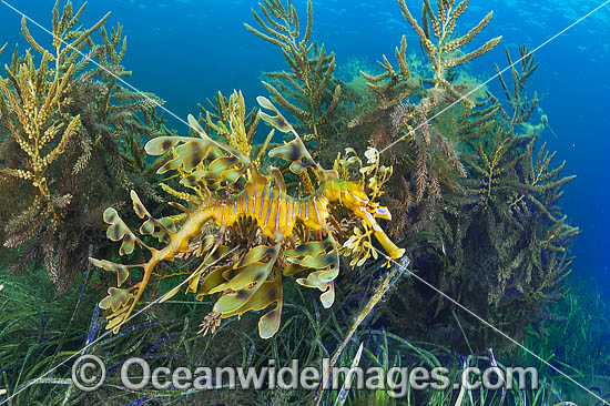 Leafy Seadragon South Australia photo