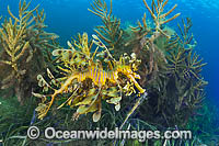 Leafy Seadragon South Australia Photo - Gary Bell