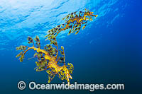 Leafy Seadragon Phycodurus eques Photo - Gary Bell