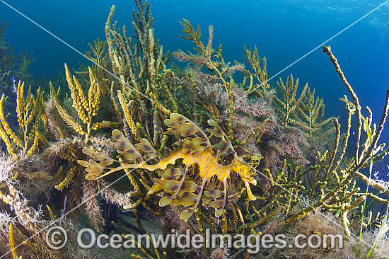Leafy Seadragon South Australia photo Leafy Seadragon South Australia photo