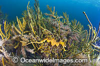 Leafy Seadragon South Australia Photo - Gary Bell
