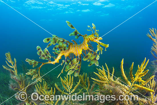 Leafy Seadragon photo
