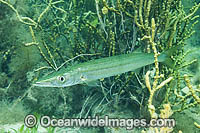 Snook Sphyraena novaehollandiae Photo - Gary Bell