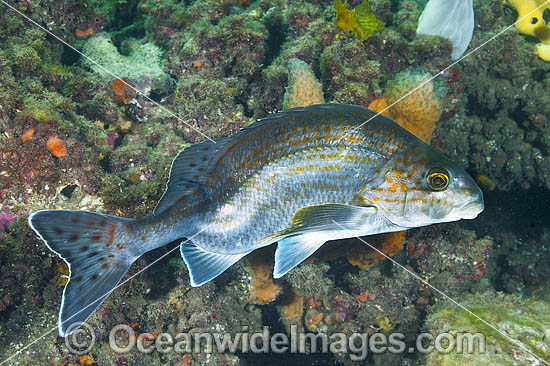 Dusky Morwong deformed photo Dusky Morwong deformed photo