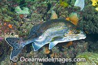 Dusky Morwong deformed Photo - Gary Bell