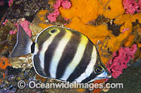 Six-banded Coral Fish Tilodon sexfasciatus Photo - Gary Bell