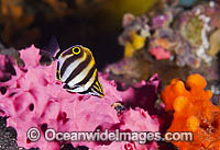 Six-banded Coral Fish Tilodon sexfasciatus Photo - Gary Bell