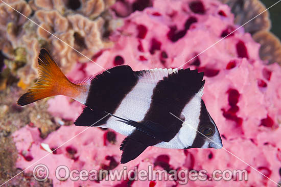 Magpie Perch Cheilodactylus nigripes photo Magpie Perch Cheilodactylus nigripes photo