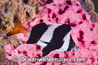Magpie Perch Cheilodactylus nigripes Photo - Gary Bell