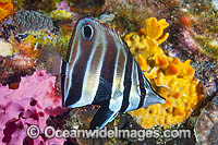 Tunicate Coralfish or Western Talma Photo - Gary Bell