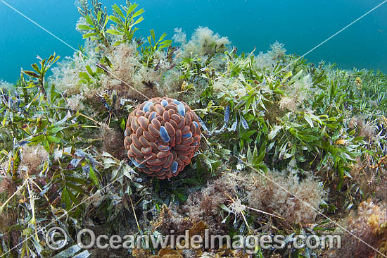 Swimming Anemone on Seagrass photo Swimming Anemone on Seagrass photo