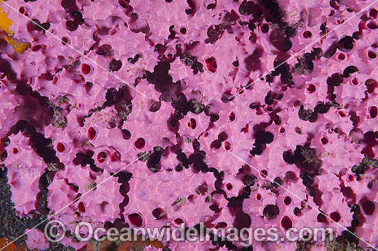 Sea Sponge Aplysilla rosea photo Sea Sponge Aplysilla rosea photo