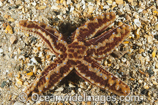 Sea star Uniophora granifera photo Sea star Uniophora granifera photo