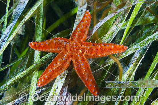 Sea star South Australia photo Sea star South Australia photo