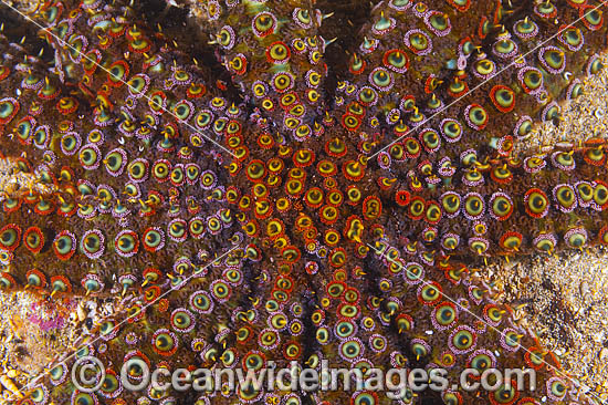 Eleven-arm Sea Star photo Eleven-arm Sea Star photo