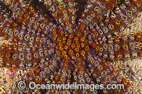 Eleven-arm Sea Star Photo - Gary Bell
