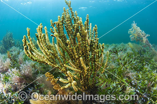 Sea Alga South Australia photo Sea Alga South Australia photo