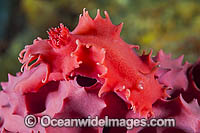 Nudibranch feeding on Sponge Photo - Gary Bell