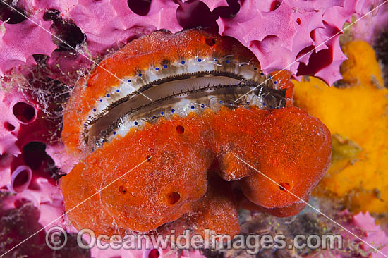 Doughboy Scallop photo Doughboy Scallop photo