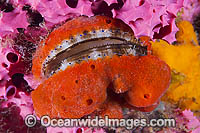 Doughboy Scallop Photo - Gary Bell