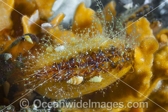 Doughboy Scallop South Australia photo Doughboy Scallop South Australia photo