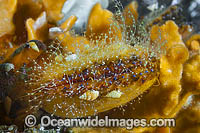 Doughboy Scallop South Australia Photo - Gary Bell