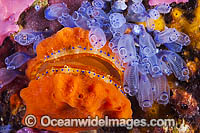 Doughboy Scallop covered in sponge Photo - Gary Bell