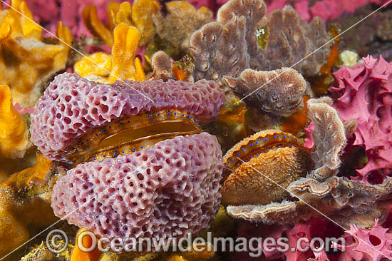 Doughboy Scallop covered in sponge photo Doughboy Scallop covered in sponge photo