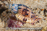 Volute Seashell Photo - Gary Bell