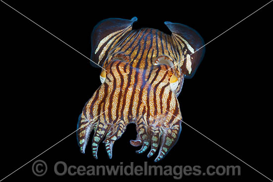 Striped Pyjama Squid photo Striped Pyjama Squid photo