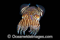 Striped Pyjama Squid Photo - Gary Bell