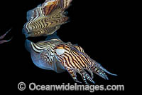 Striped Pyjama Squid Edithburgh Photo - Gary Bell
