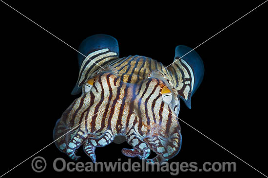 Striped Pyjama Squid South Australia photo Striped Pyjama Squid South Australia photo