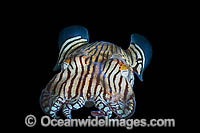 Striped Pyjama Squid South Australia Photo - Gary Bell