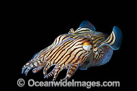 Striped Pyjama Squid Photo - Gary Bell