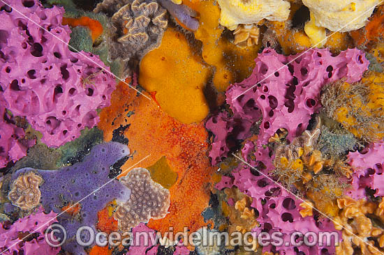 Sponges and Bryozoans on Pylon photo
