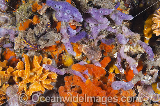Sponges and Bryozoans on Pylon photo