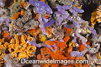 Sponges and Bryozoans on Pylon Photo - Gary Bell
