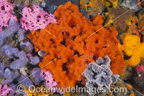 South Australia Jetty photo