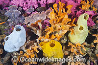 Temperate Reef South Australia Photo - Gary Bell